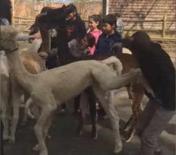 Zoo Animals Vs. Kids, Not So Serious