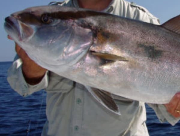 Greater Amberjack Reopens To Recreational Harvest In Florida Gulf Waters May 1-31