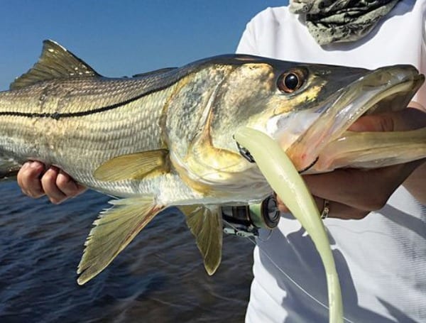 Snook Season Closing Soon For Florida’s West Coast Snook Season Closing Soon For Florida’s West Coast