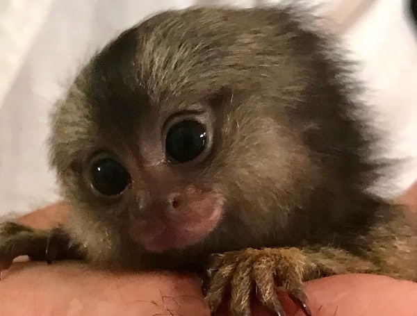 Florida Man Known As “The Monkey Whisperer” Indicted For Trafficking In Protected Primates Florida Man Known As “The Monkey Whisperer” Indicted For Trafficking In Protected Primates