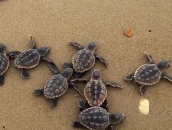 Florida’s Sea Turtle Nesting Season Underway: Residents Urged To Help Protect Vulnerable Species Florida’s Sea Turtle Nesting Season Underway: Residents Urged To Help Protect Vulnerable Species