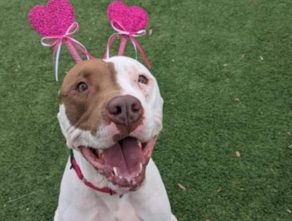 Free Shot Clinic For Dogs Scheduled For April 2 In Wimauma