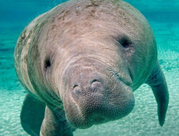 Florida Wildlife Officials Approve Manatee Protections