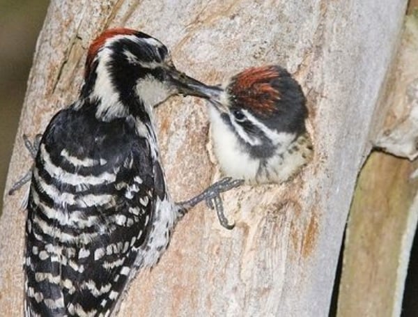 Top US Nature Society Proposes Renaming Birds Named After Slave Owners, Colonialists Top US Nature Society Proposes Renaming Birds Named After Slave Owners, Colonialists