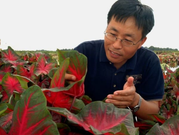 Genetic Testing Shows Some ‘Touch-Me-Not’ Flowers Resist Deadly Disease Genetic Testing Shows Some ‘Touch-Me-Not’ Flowers Resist Deadly Disease