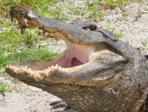 Florida FWC: What You Need To Know About Alligator Harvest Permits And Fall Public Hunting Opportunities