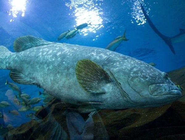 Florida Sets September Dates For 2026 Gulf Gag Grouper Season