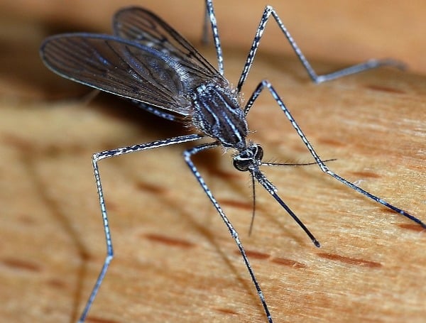 Pinellas County Ramps Up Mosquito Control After Dengue Fever Cases Confirmed