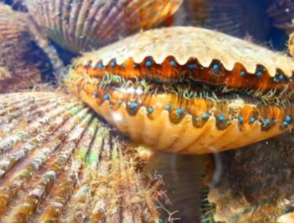 Florida Bay Scallop Season Opens July 1:  Franklin-Jefferson, Portion Of Taylor, & Levy-Hernando Counties