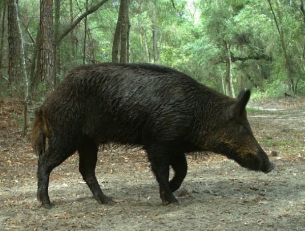 Florida FWC: Don’t Quit Hunting Just Because It’s Summer – Try Wild Hog Hunting Instead Florida FWC: Don’t Quit Hunting Just Because It’s Summer – Try Wild Hog Hunting Instead