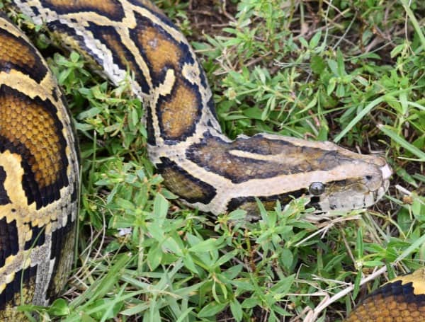 2025 Florida Python Challenge Kicks Off: $25,000 In Prizes For Everglades Conservation