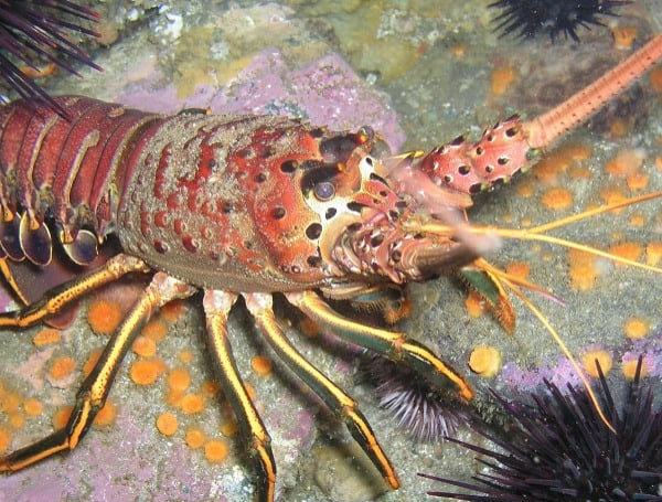 Sanford Man Cited For Undersized Lobster In The Florida Keys