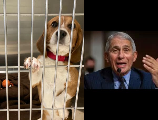 US Sen. Paul, Colleagues Demand Fauci Answer For ‘Inhumane’ Experiments On Beagle Puppies