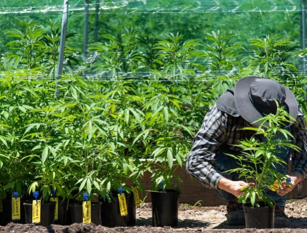 Florida Moves Forward On Marijuana Licenses