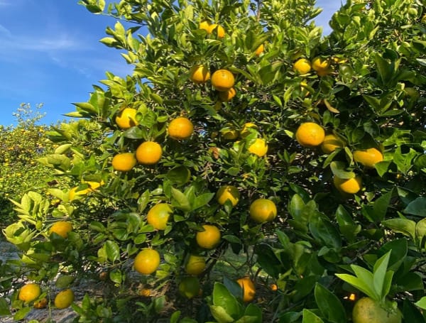 Florida Citrus Industry Continues To Feel The Squeeze