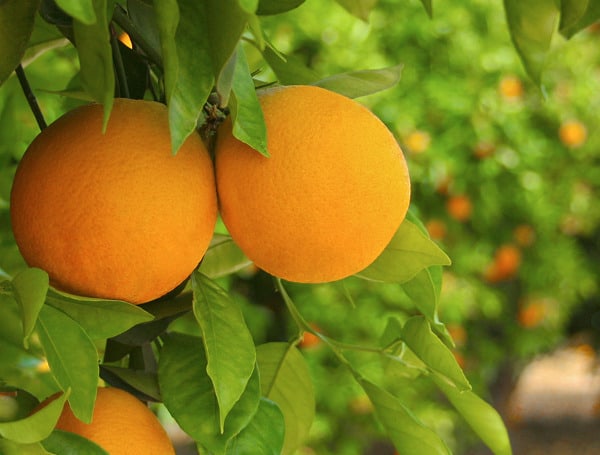 FDA Lowers Sugar Minimum For Pasteurized Orange Juice To Support Florida, US Growers FDA Lowers Sugar Minimum For Pasteurized Orange Juice To Support Florida, US Growers