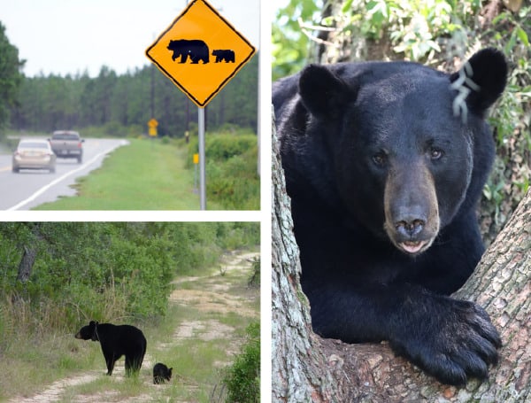 Florida Spring “BearWise” Tips To Reduce Conflict With Bears