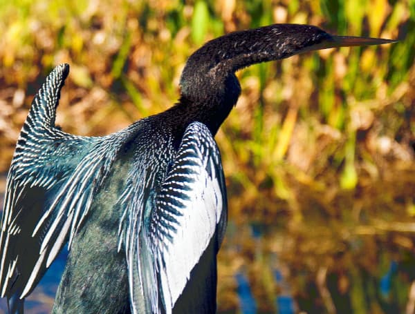 Florida Gov. DeSantis Approves 10 Land And Conservation Easements, Acquires Over 17,000 Acres