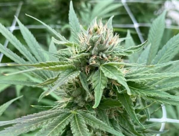 Medical-Marijuana Doctor Sues State Of Florida After Probe Medical-Marijuana Doctor Sues State Of Florida After Probe