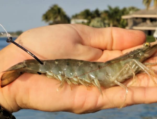 Florida FWC Approves Changes To Shrimp Regulations Florida FWC Approves Changes To Shrimp Regulations