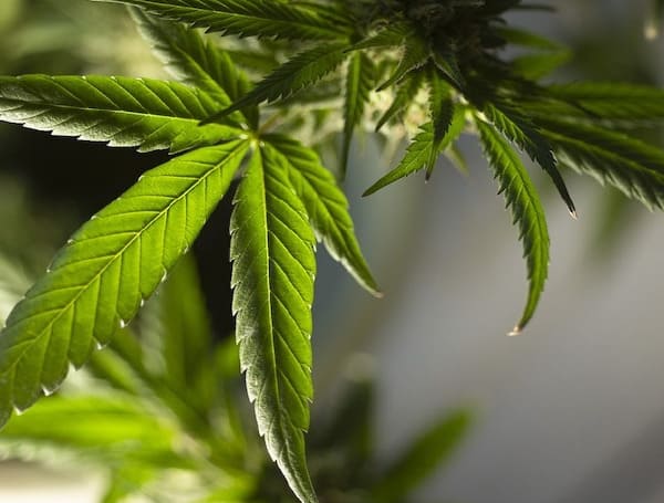 New Marijuana Licenses In Florida Could Come By Summer