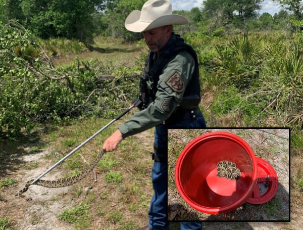 Wildlife Watch: How To Recognize And Coexist With Florida’s Venomous Snakes