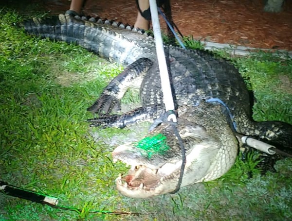 Fatal Central Florida Gator Attack Prompts Push For Review Of Federal Wildlife Rules