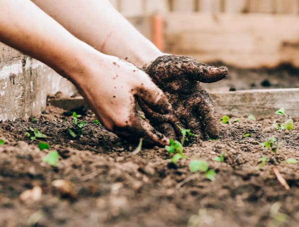 Hillsborough County Extension Service Details August Educational Workshop Lineup Hillsborough County Extension Service Details August Educational Workshop Lineup