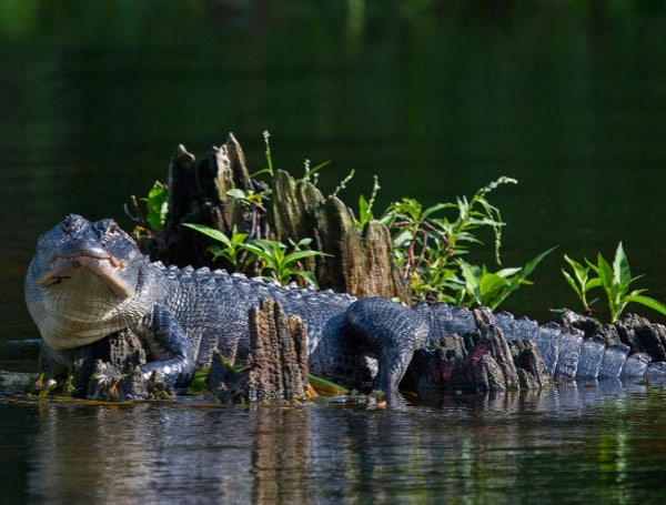 Tagged And Logged: Florida Opens In-App Harvest Reporting For Alligator Hunters