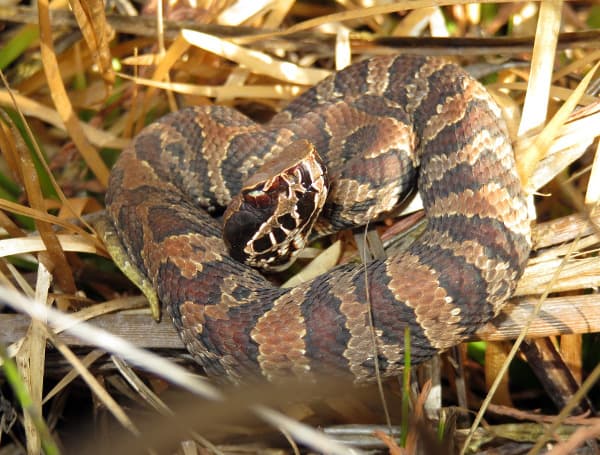 Slithering Into Summer: Understanding Florida’s Native Snakes As Encounters Rise Slithering Into Summer: Understanding Florida’s Native Snakes As Encounters Rise