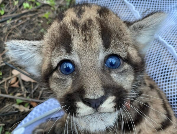 Florida Panther: A Fight for Survival On The Brink Of Extinction