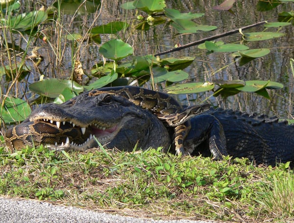 Great Everglades Snake Hunt Begins Tonight: $25K Up For Grabs Florida Python Challenge