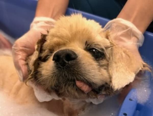 Animal Rescue In Florida Saves Pup Found Cemented To A Sidewalk