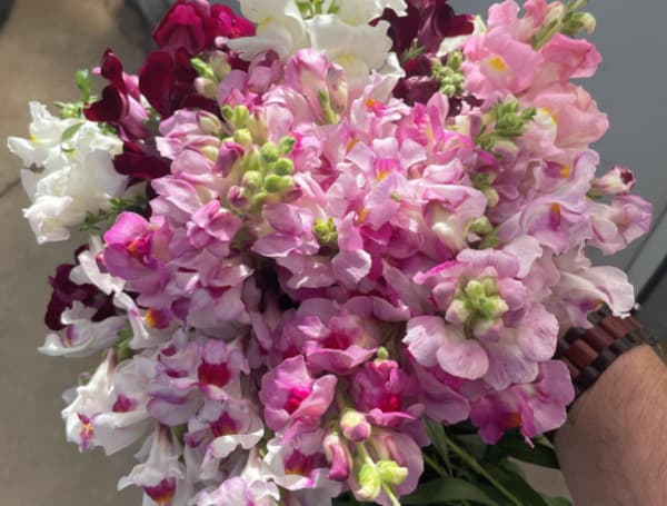 University Of Florida Plant Breeders Can Play ‘Cupid’ For Valentine’s Day