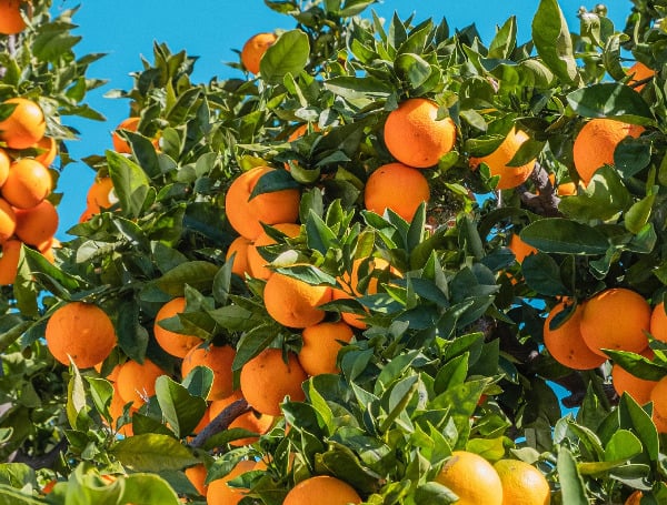 Florida’s Citrus Industry Faces Further Decline As Production Forecast Drops Again Florida’s Citrus Industry Faces Further Decline As Production Forecast Drops Again