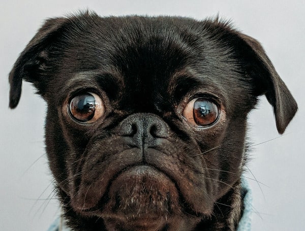 Florida Dog Bars Ruling Put On Hold