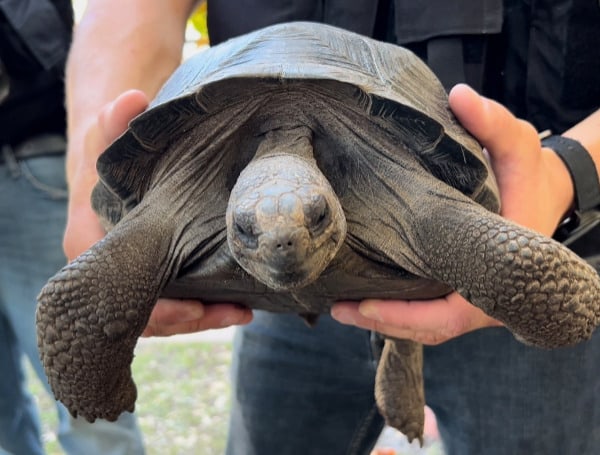 Florida Man Arrested After Stolen Galapagos Tortoise Found In His Freezer