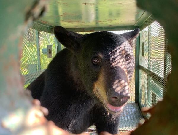 Florida Sets 2026 Bear Hunt: Mark Your Calendars For September Permit Lottery Florida Sets 2026 Bear Hunt: Mark Your Calendars For September Permit Lottery