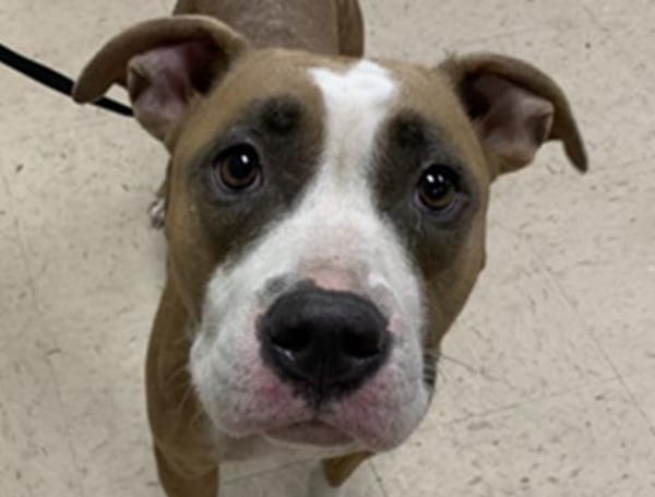 Pasco Animal Services Waives Fees As Part Of NBCUniversal’s ‘Clear The Shelters’ Event