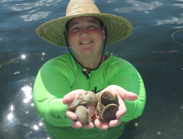 Get Ready To Harvest Bay Scallops In The Pasco Zone Get Ready To Harvest Bay Scallops In The Pasco Zone