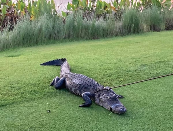 Deputies Capture Alligator In Florida