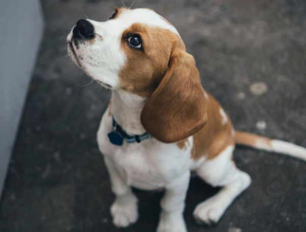 Rep. Greg Steube Of Florida Leads Bipartisan Effort To End Federal Experiments On Dogs And Cats Rep. Greg Steube Of Florida Leads Bipartisan Effort To End Federal Experiments On Dogs And Cats