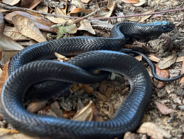 Eastern indigo snakes (FWC)