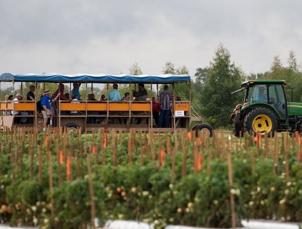 Agritourism In Florida: Exploring The Ultimate Farm Experience And Sunshine State Agriculture Agritourism In Florida: Exploring The Ultimate Farm Experience And Sunshine State Agriculture