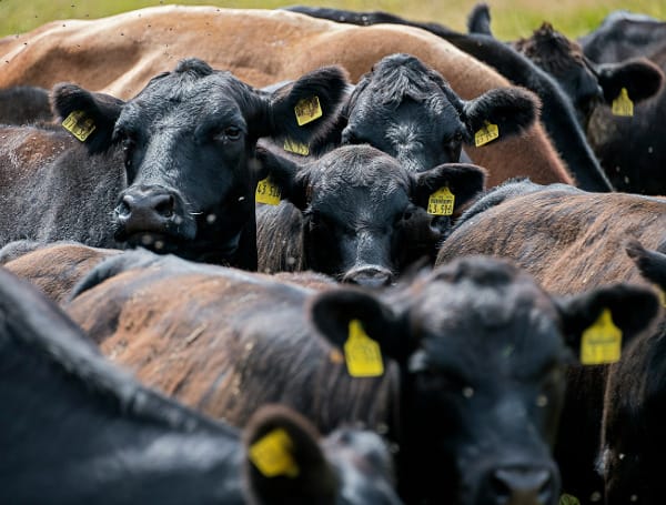 Bird Flu Variant Found In Nevada Cattle Has Mutation That May Make It More Infectious To Humans