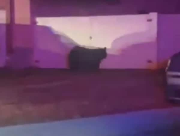 Hillsborough County Deputies Respond To Black Bear On Tampa Shores Blvd