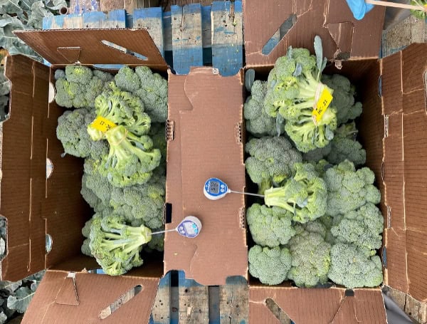 UF Scientists Finding New Way To Keep Broccoli, And Perhaps Other Vegetables, Fresher Longer
