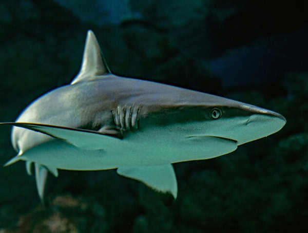 Fourth Of July Beachgoers In Texas Shaken By Multiple Shark Bites