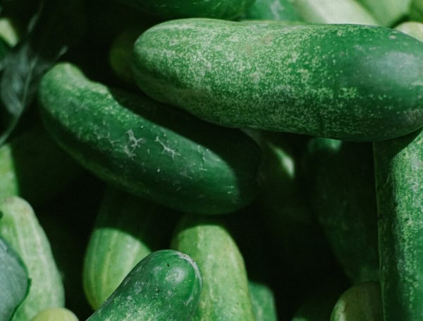 FDA Investigates Salmonella Outbreak Linked To Florida Cucumbers, 26 Sick In 15 States