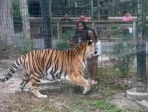 Police Seek Woman Who Entered Enclosure With 500 Lb Bengal Tiger At New Jersey Zoo